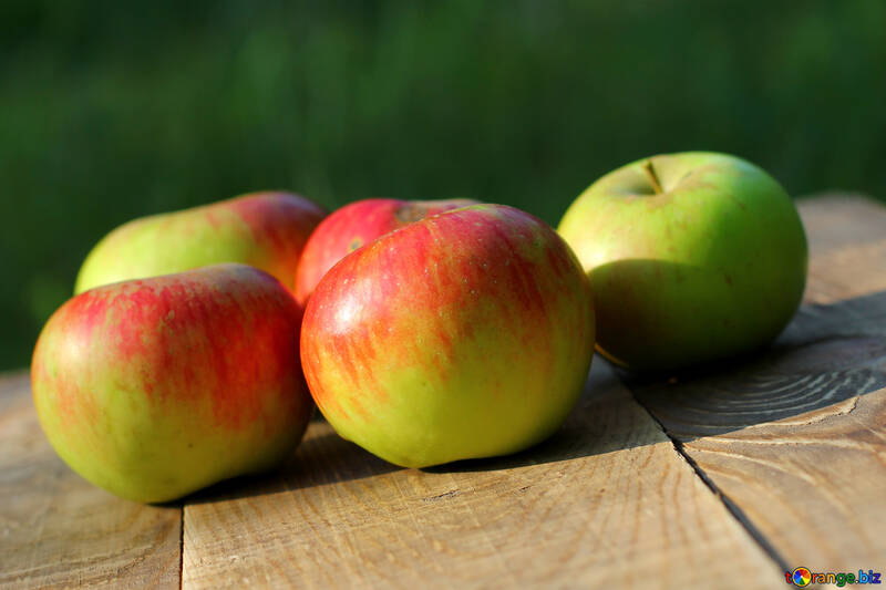 Colheita de maçãs №33577