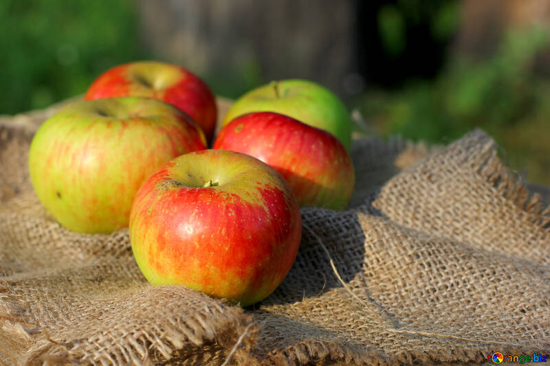 Rural apples №33560