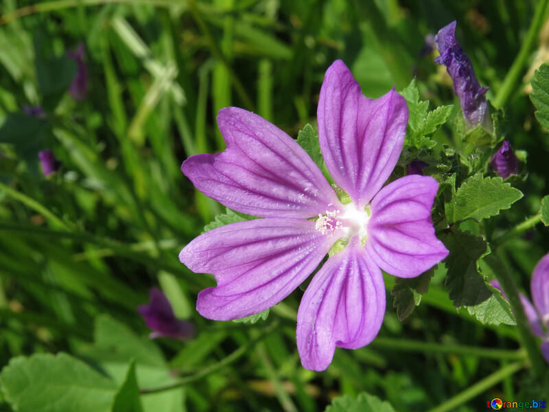 Schöne Wildblumen für den Hintergrund auf Löffel №33335