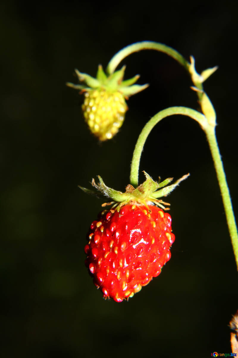 Erdbeeren auf dunklem Hintergrund №33607