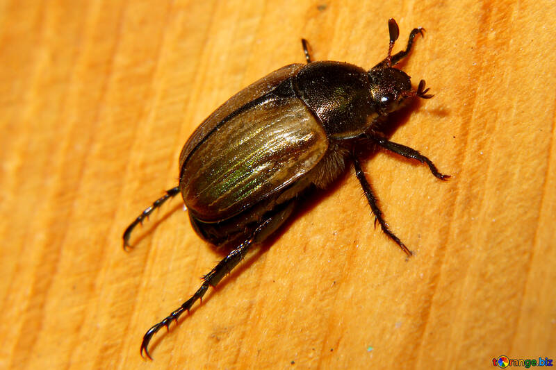 Escarabajo №33852