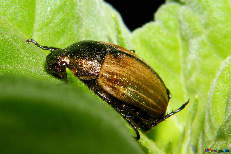 Beetle №33860