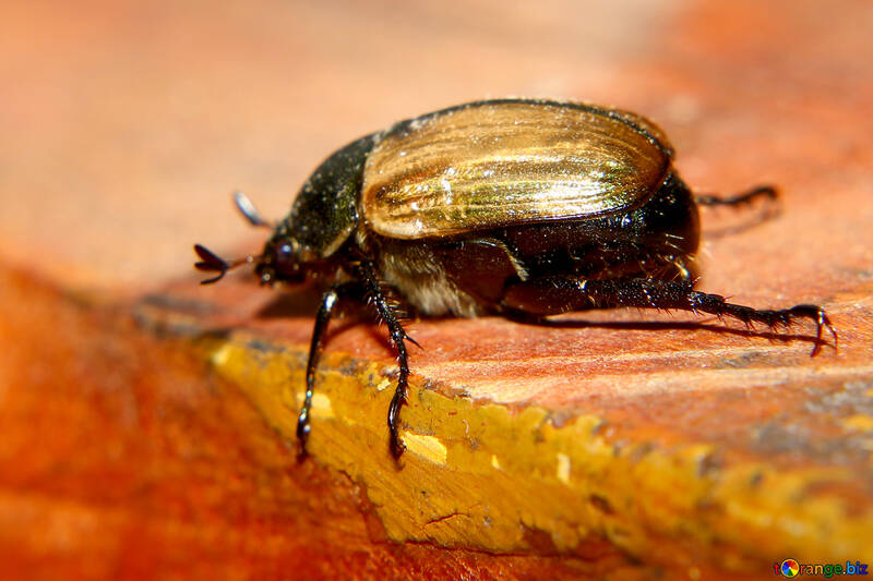 Grain beetle №33854
