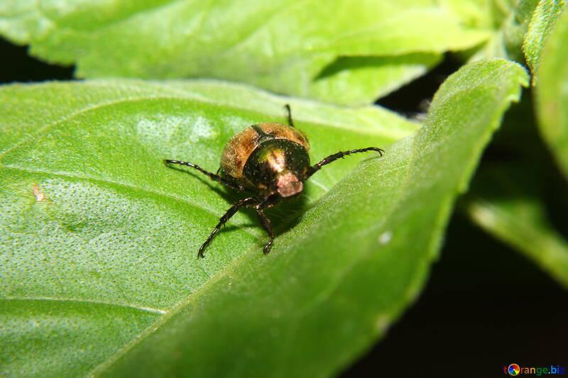 Beetle on leaf №33855