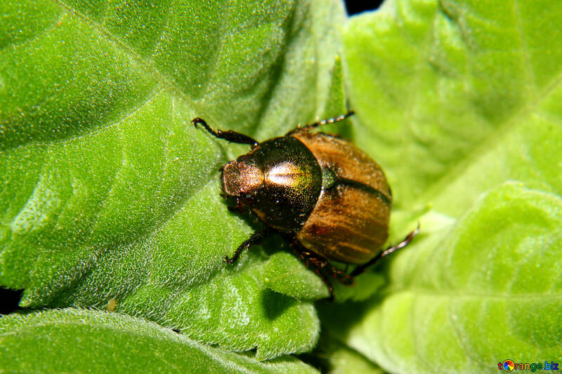 Beetle on leaf №33858