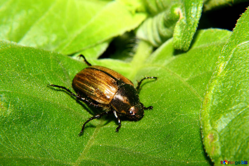 Pequeño escarabajo khrushch №33856