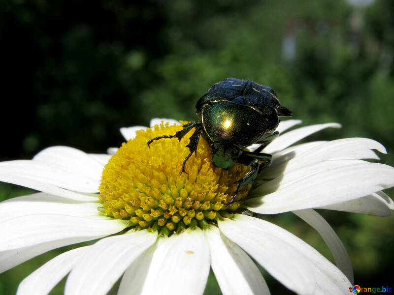 Green beetle on Daisy №33697