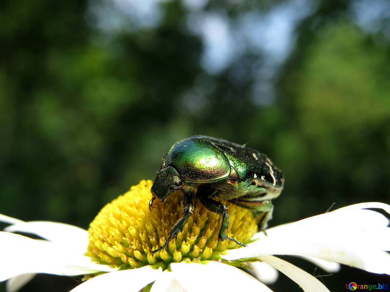 Oxythyrea funesta on beetle daisy №33689