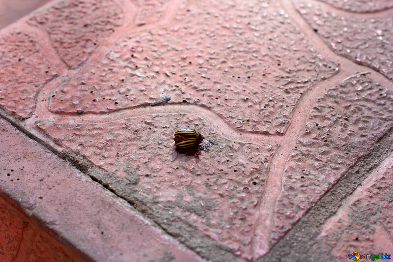Dead Colorado potato beetle №33966