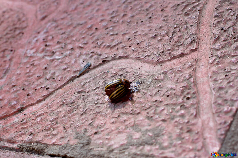 Slain Colorado potato beetle №33967