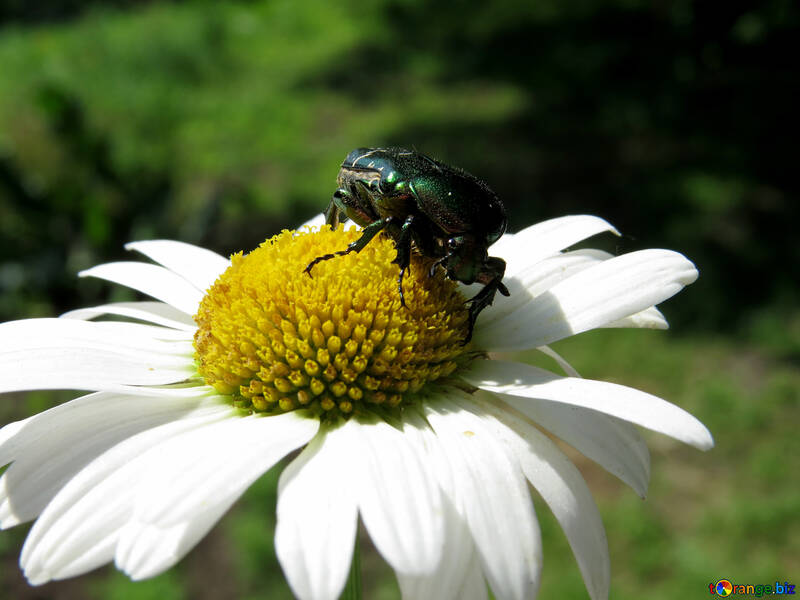 Beetle sur fleur №33691