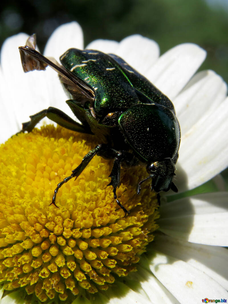 Escarabajo en flor №33695