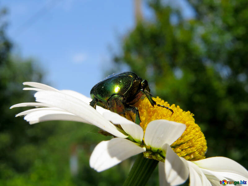 Käfer auf Blüte №33708