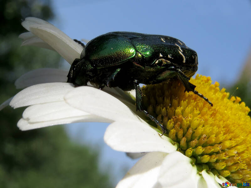 Beetle on flower №33719