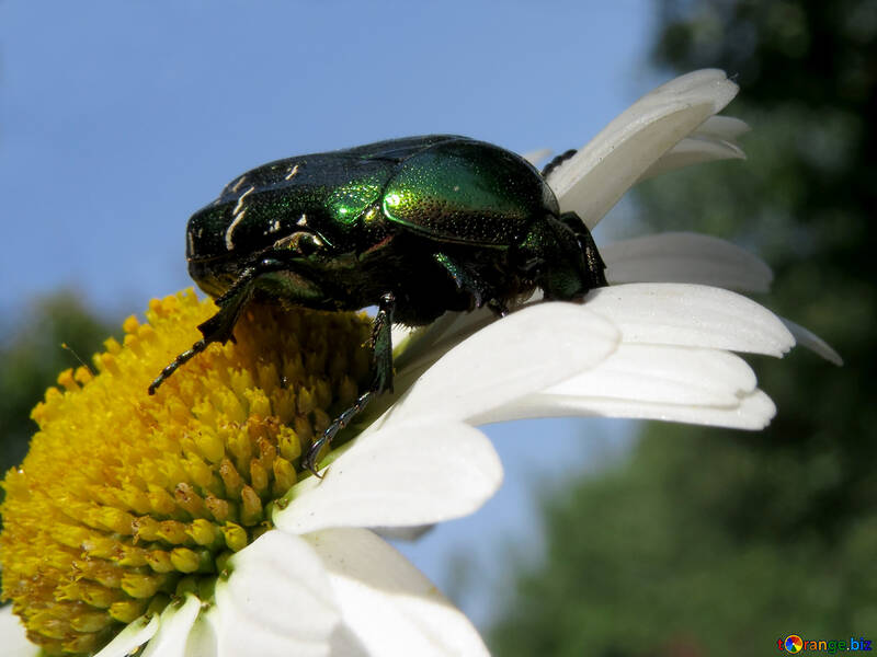 Beetle and flower №33720