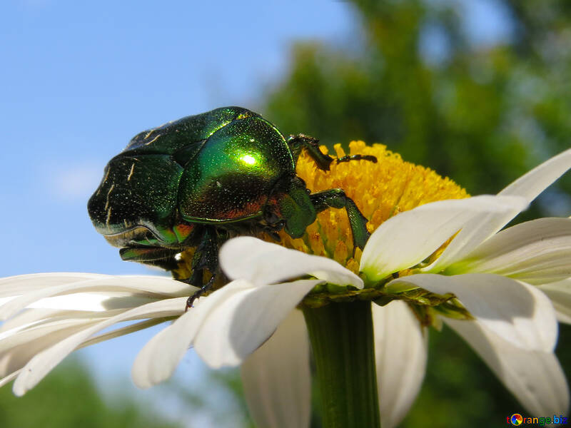 Beautiful beetle №33709