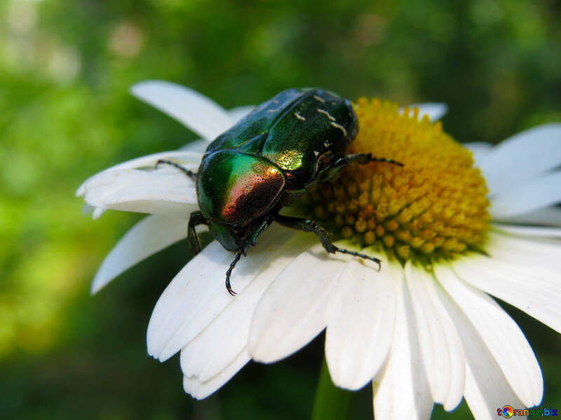 Schöne glänzende Käfer auf Blüte №33723