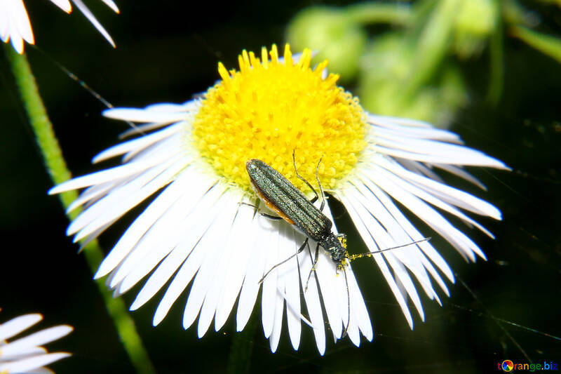 Bug sitzt auf Blume №33868