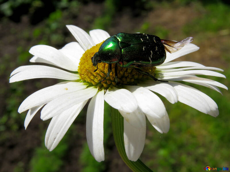 Green Flower beetle №33693