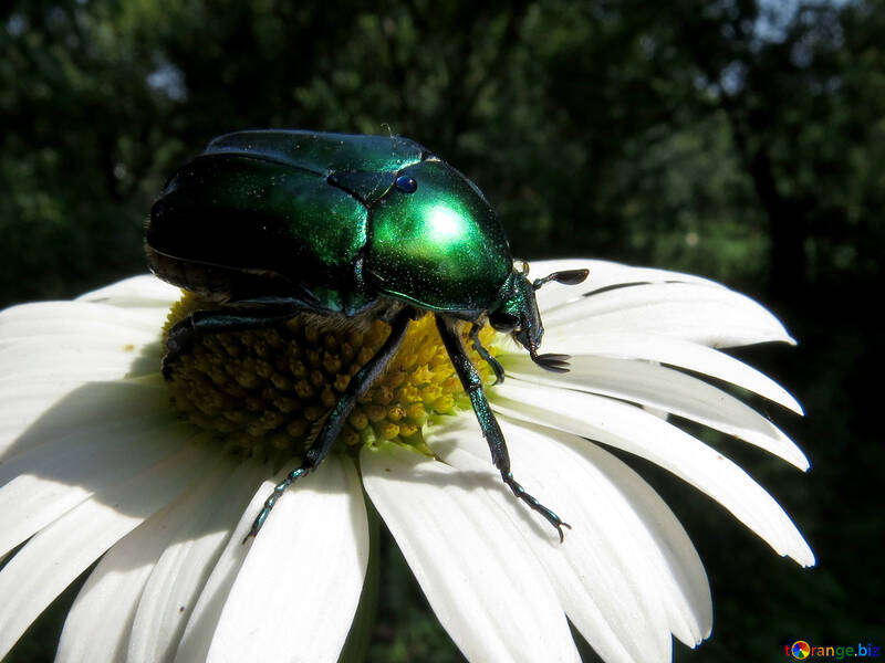 Green beetle oxythyrea funesta №33730