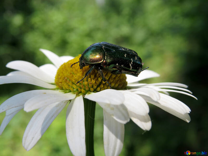 Escarabajo verde con rayas blancas №33702