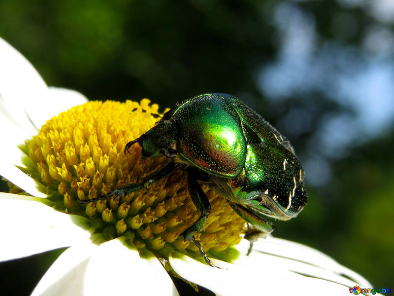Oxythyrea funesta on flower beetle №33688