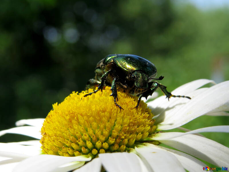 Shiny beetle №33705