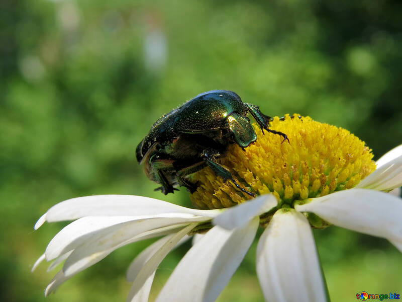 Der Käfer sitzt auf Blume №33700