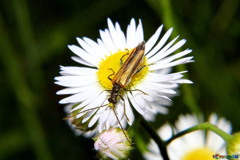 Beetle on daisy №33865