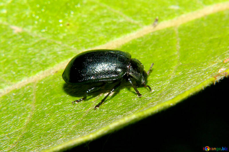 Pequeño escarabajo negro №33872