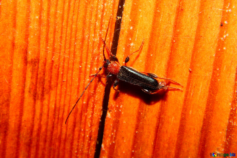Soldier beetle beetle №33882