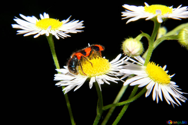 Trichodes apiario №33880