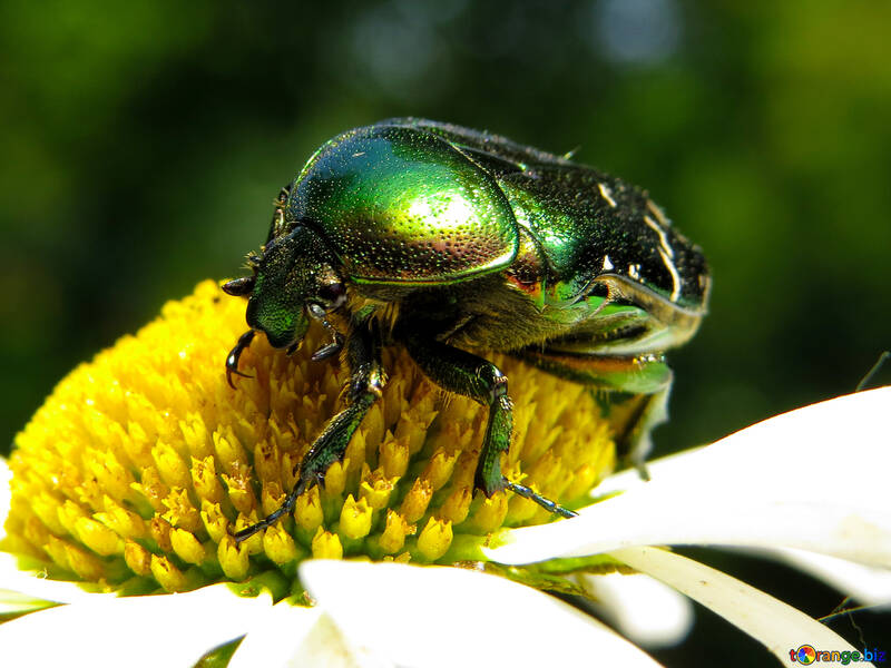 Green beetle №33690