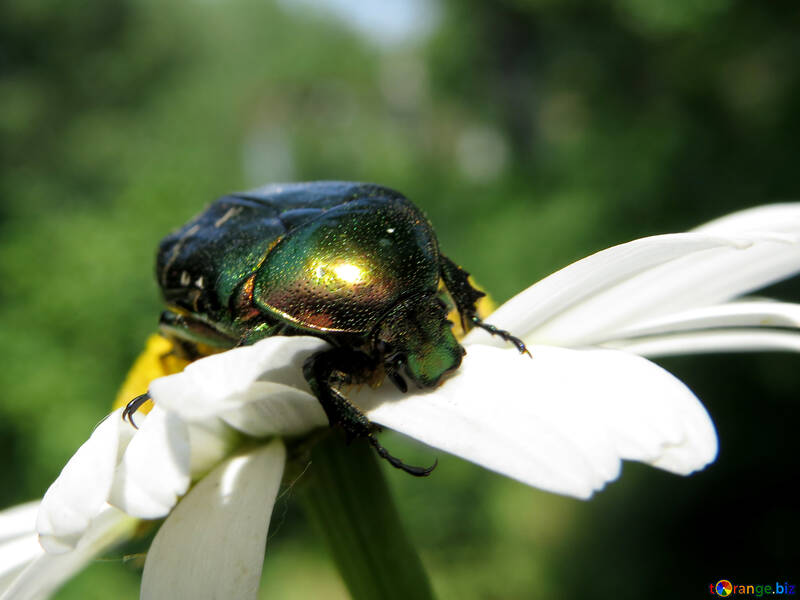 Beetle №33716