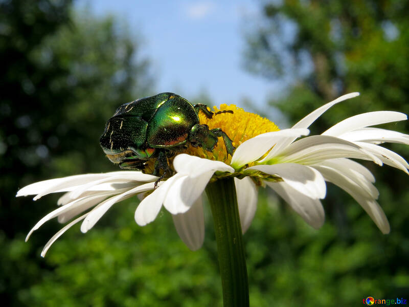 Escarabajo de la flor №33710