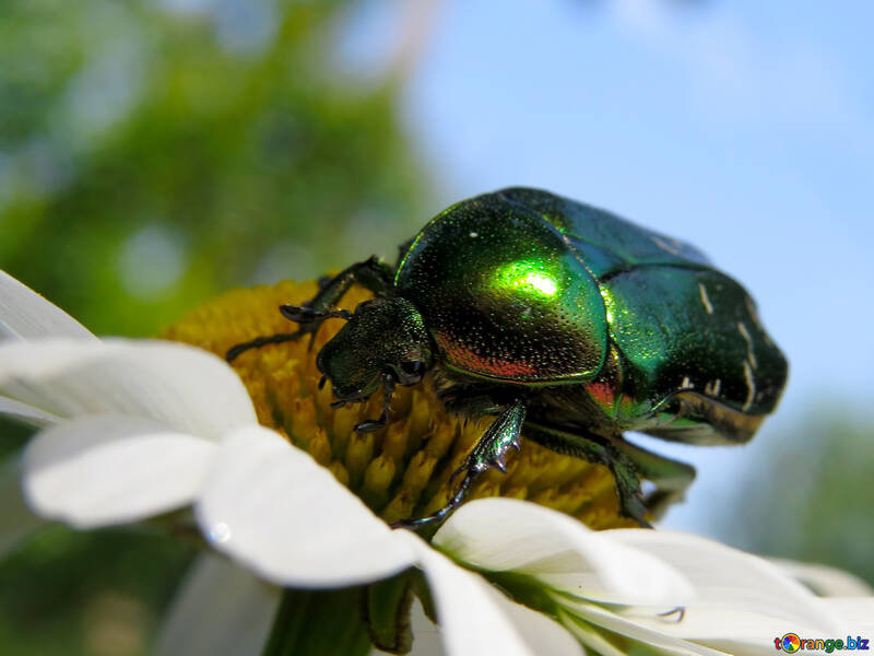 Escarabajo verde brillante grande №33713