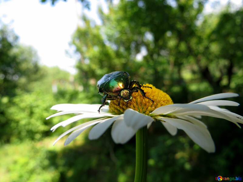 Escarabajo oxythyrea funesta №33715