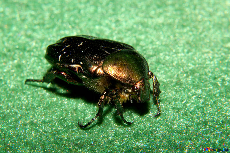 Escarabajo oxythyrea funesta №33884