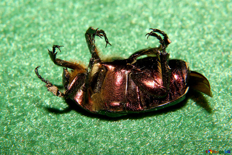 Paws beetle №33886