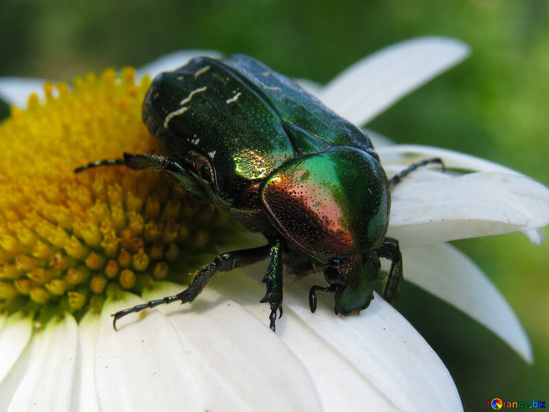 Escarabajo brillante №33724