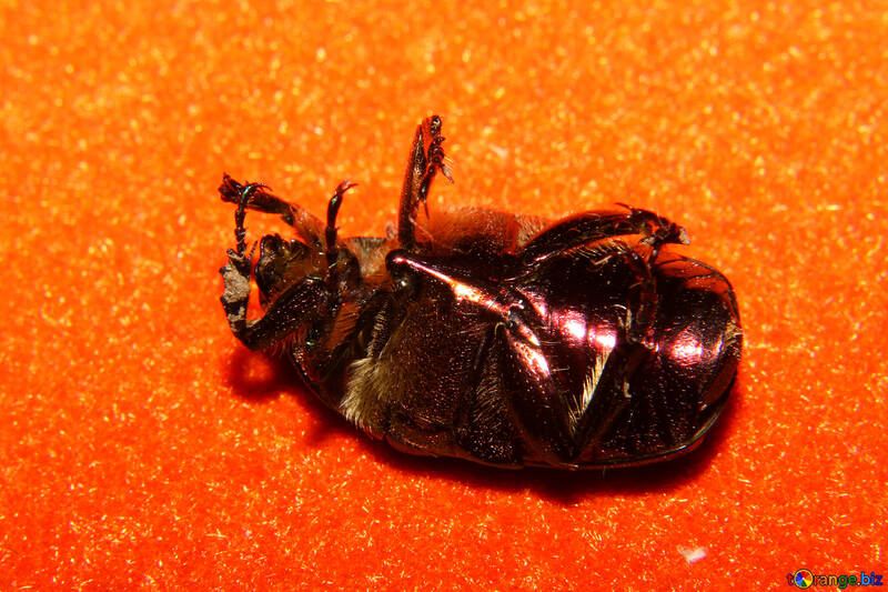 Beetle of upside down №33883