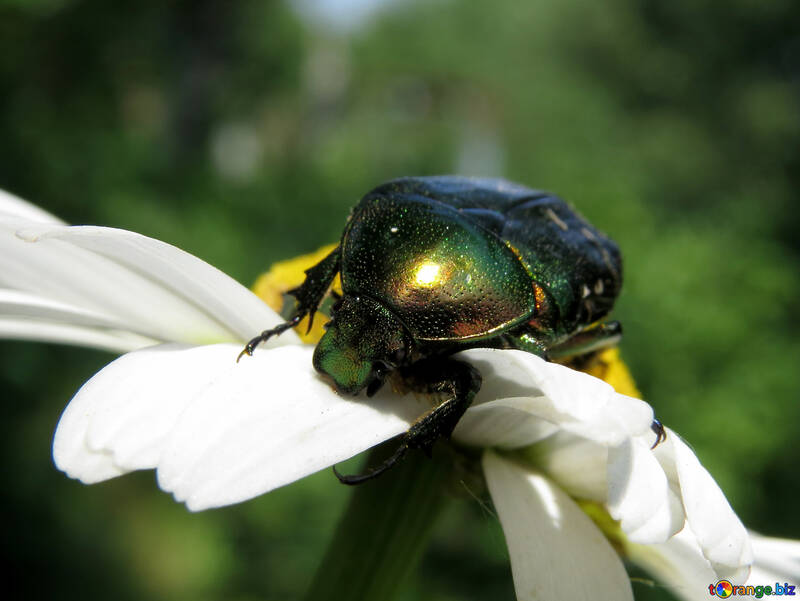 Wood beetle №33717