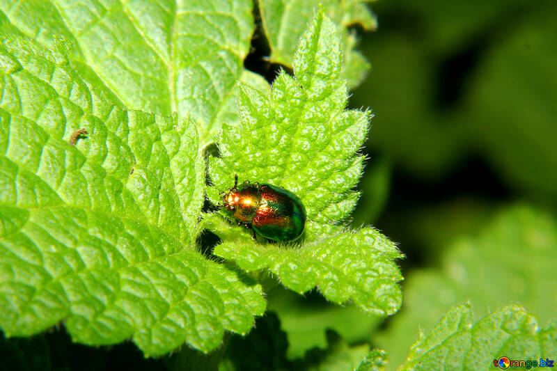 Beetle pyrrhalta green Mint №33888