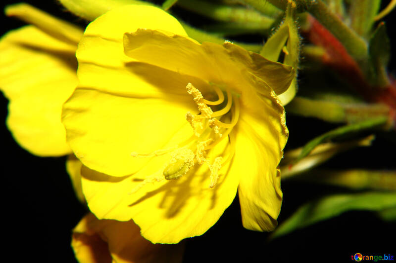 Flor de campana amarilla sobre fondo oscuro №33337