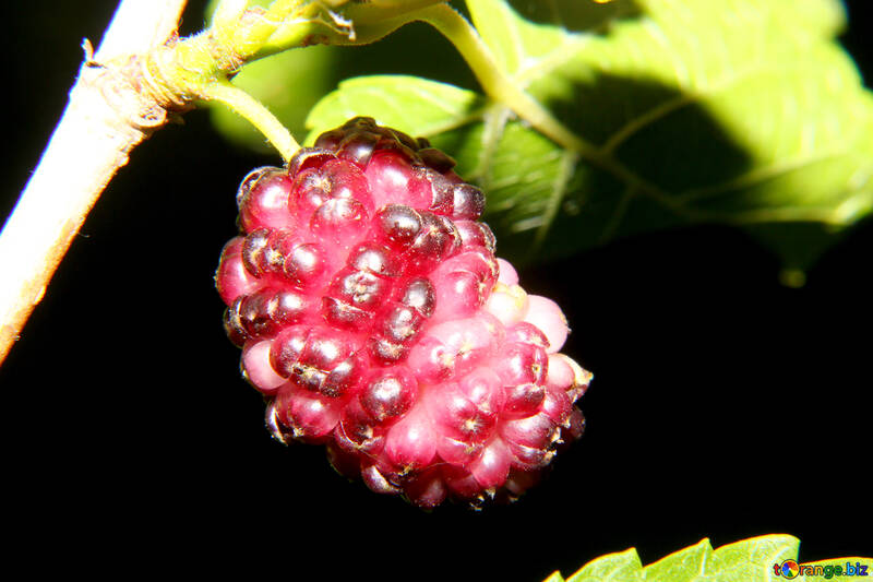 Maulbeerbaum Frucht №33600