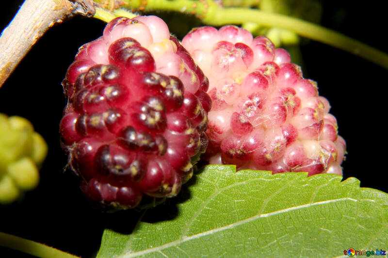 Mulberries №33599