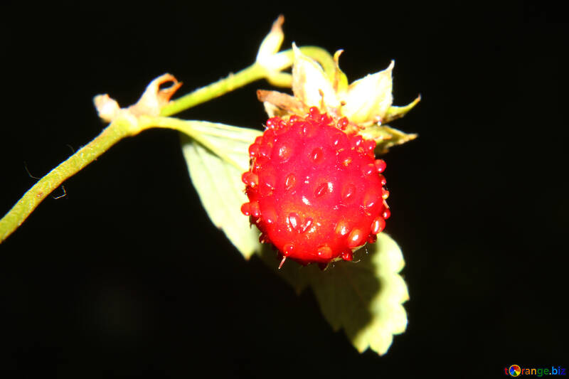Berry Strawberry №33609