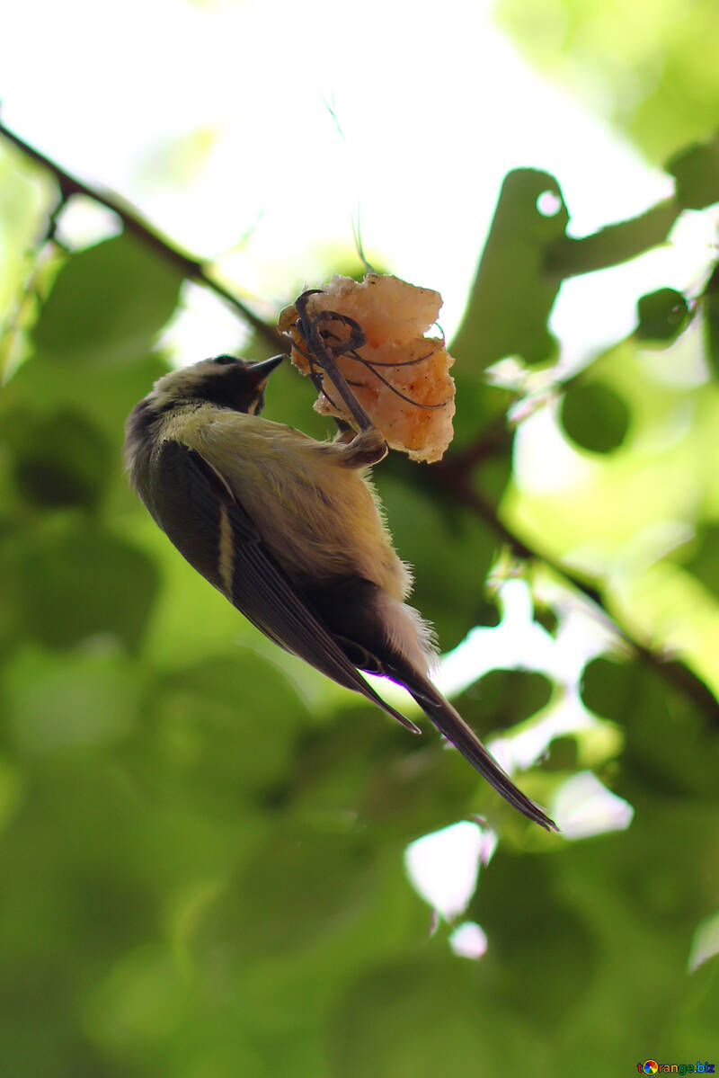 Uccello cinciallegra mangiare la sugna №33135