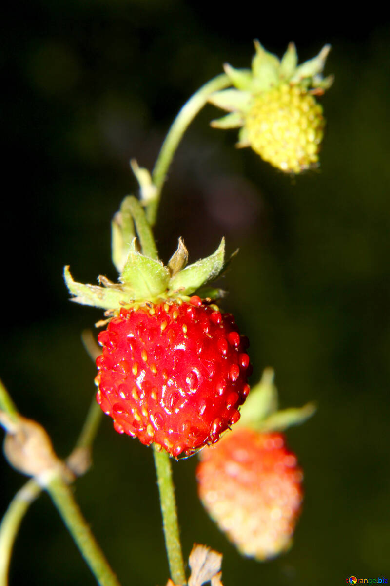 Reife Erdbeeren №33606