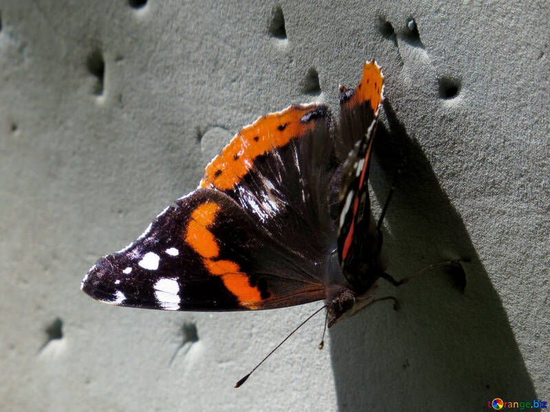 Papillon amiral №33834